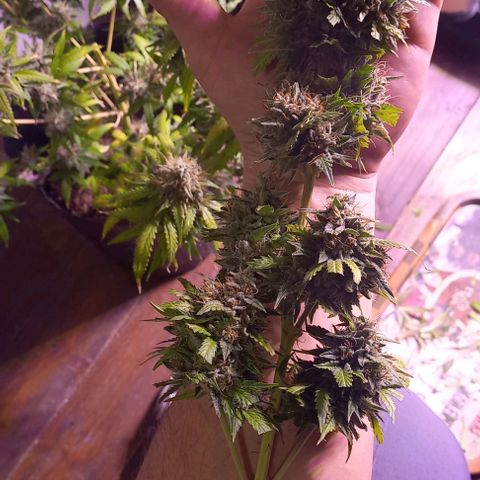 Olympia auto de pyramid seeds #1 growlog timeline photo