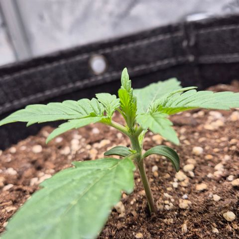 Titan growlog timeline photo