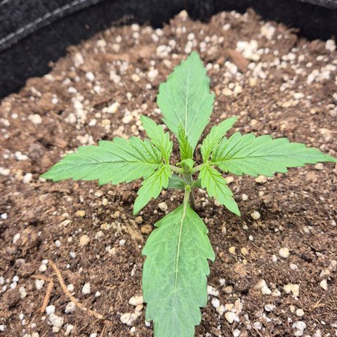 Titan growlog timeline photo