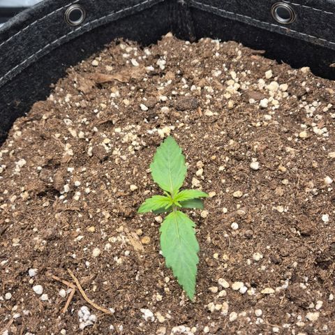 Titan growlog timeline photo