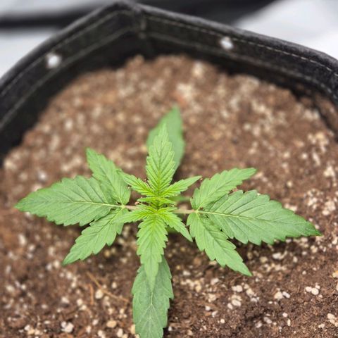 Titan growlog timeline photo