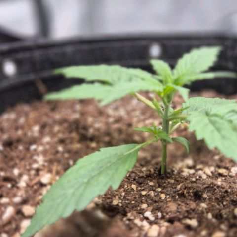 Titan growlog timeline photo