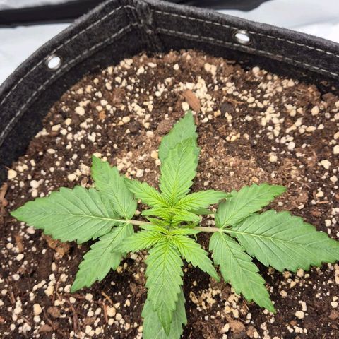 Titan growlog timeline photo