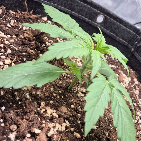 Titan growlog timeline photo