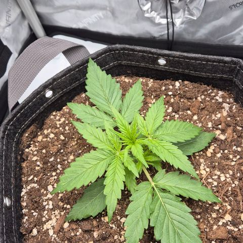 Titan growlog timeline photo