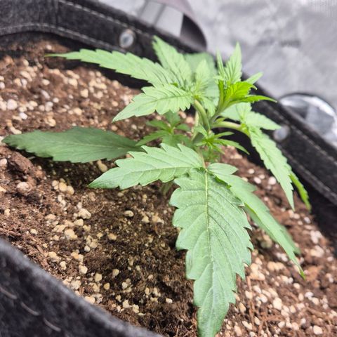 Titan growlog timeline photo