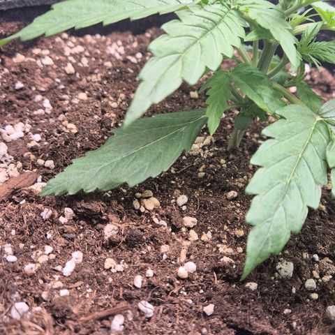 Titan growlog timeline photo