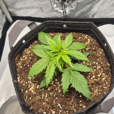 Titan growlog timeline photo