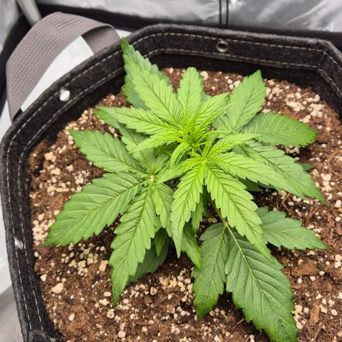 Titan growlog timeline photo