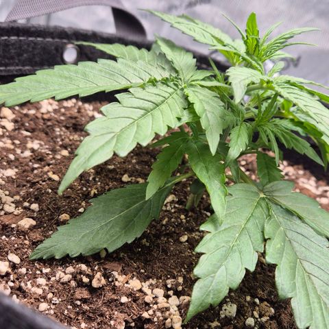 Titan growlog timeline photo