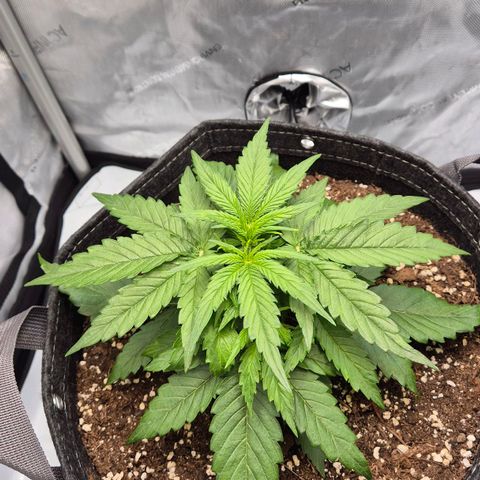 Titan growlog photo: Leicht gelbe spitzen bei neuen Blättern 
