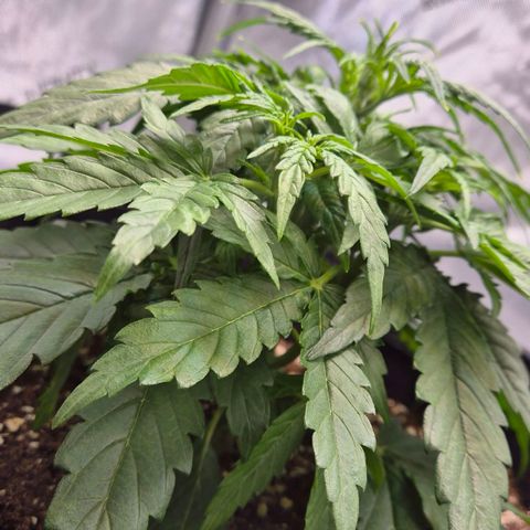 Titan growlog timeline photo