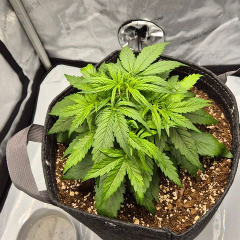 Titan growlog timeline photo