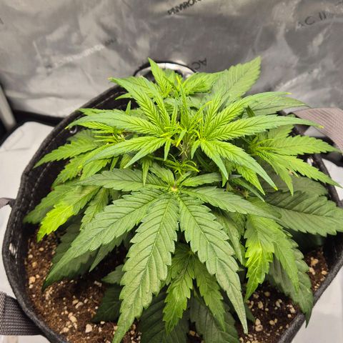 Titan growlog timeline photo