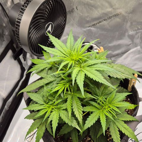 Titan growlog timeline photo