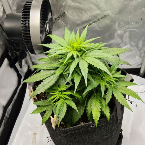 Titan growlog timeline photo