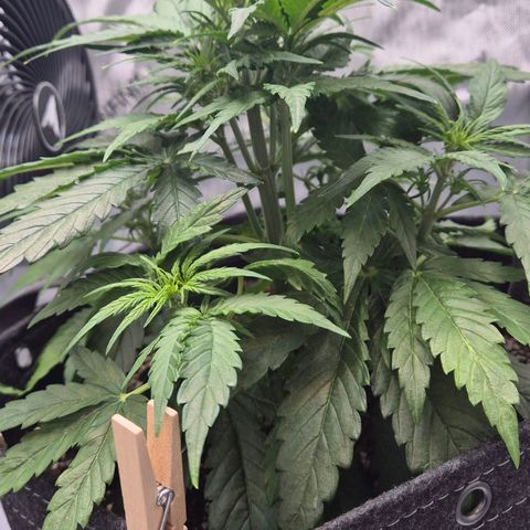 Titan growlog timeline photo