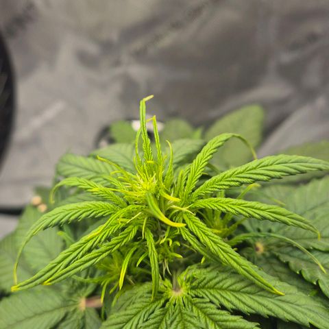 Titan growlog timeline photo