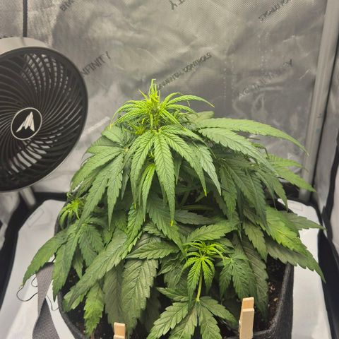 Titan growlog timeline photo
