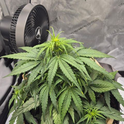 Titan growlog timeline photo