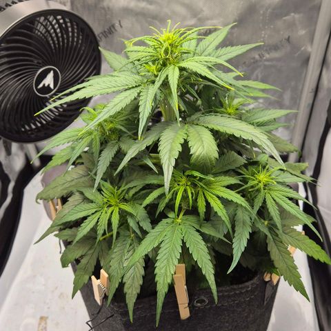 Titan growlog timeline photo