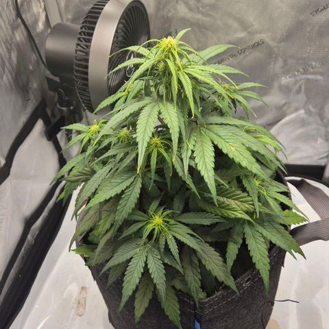 Titan growlog timeline photo