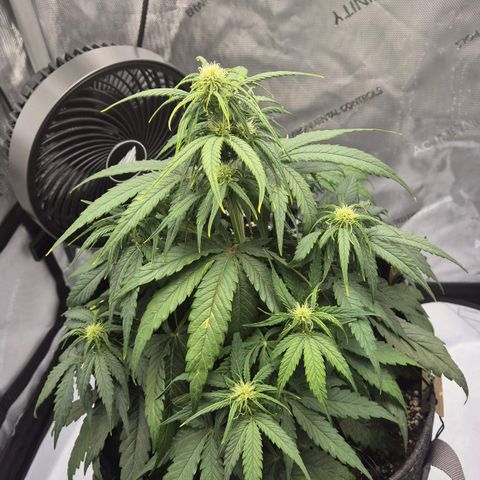 Titan growlog timeline photo