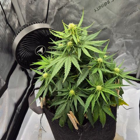 Titan growlog timeline photo