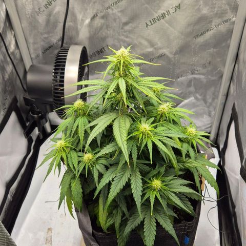 Titan growlog timeline photo
