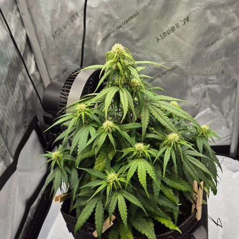 Titan growlog timeline photo