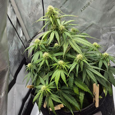 Titan growlog timeline photo