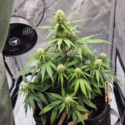 Titan growlog timeline photo