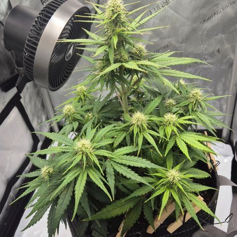 Titan growlog timeline photo