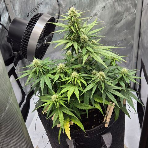 Titan growlog timeline photo