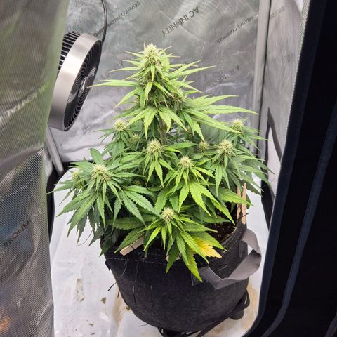 Titan growlog timeline photo