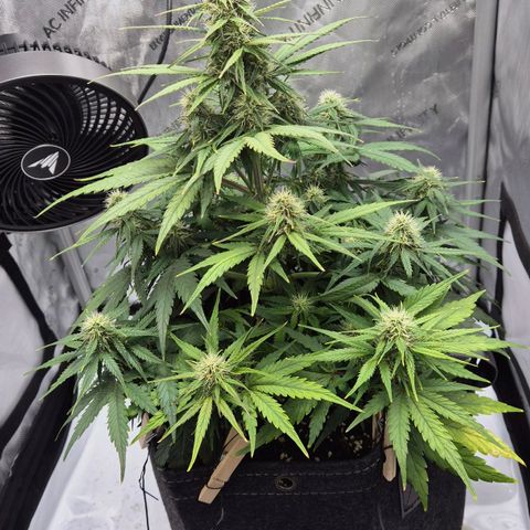 Titan growlog timeline photo