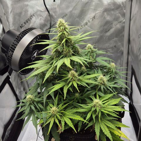 Titan growlog timeline photo