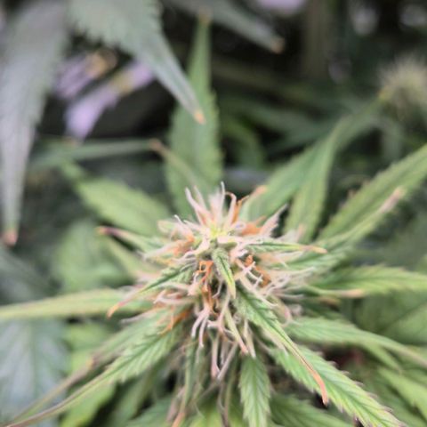 Titan growlog timeline photo
