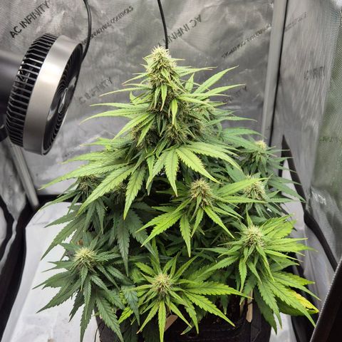 Titan growlog timeline photo