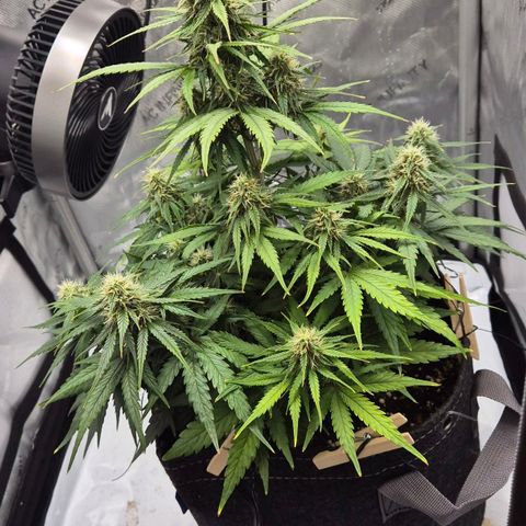 Titan growlog timeline photo