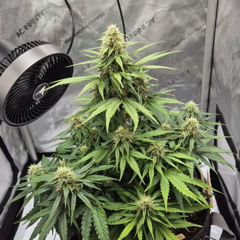 Titan growlog timeline photo