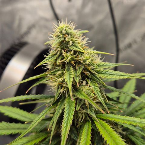 Titan growlog timeline photo