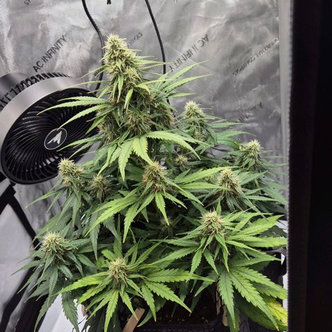 Titan growlog timeline photo
