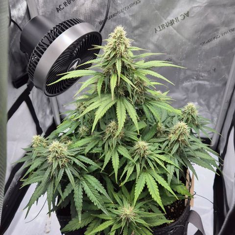 Titan growlog timeline photo