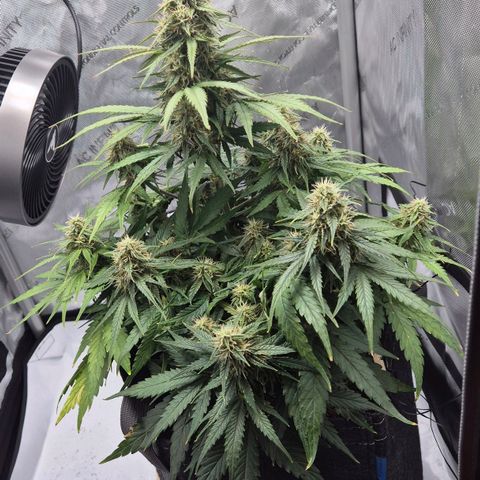 Titan growlog timeline photo