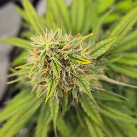 Titan growlog timeline photo