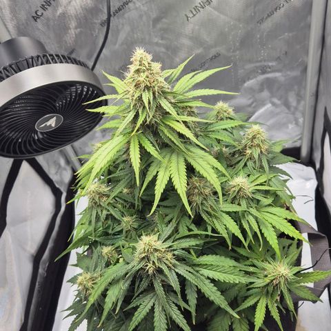 Titan growlog timeline photo