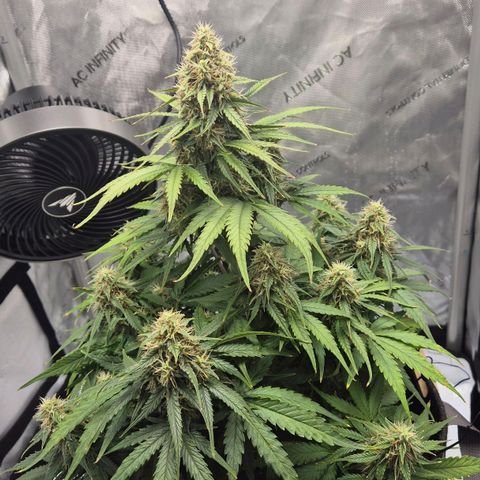 Titan growlog timeline photo