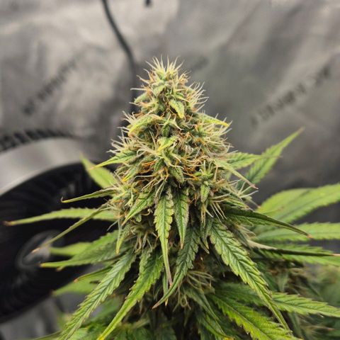 Titan growlog timeline photo