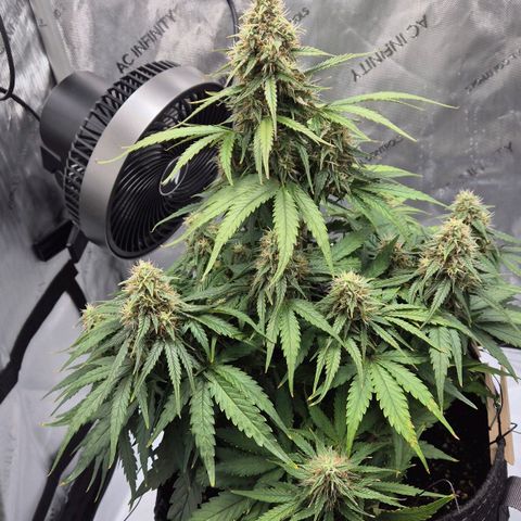 Titan growlog timeline photo